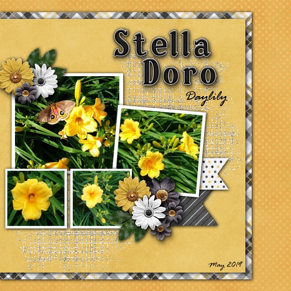Stella Doro