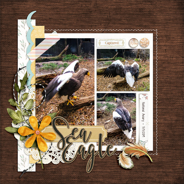 Stellar Sea Eagle