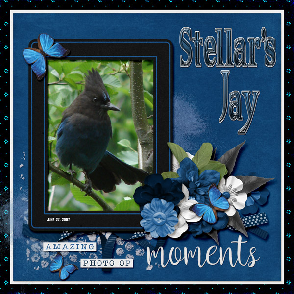 Stellar_s_Jay_small