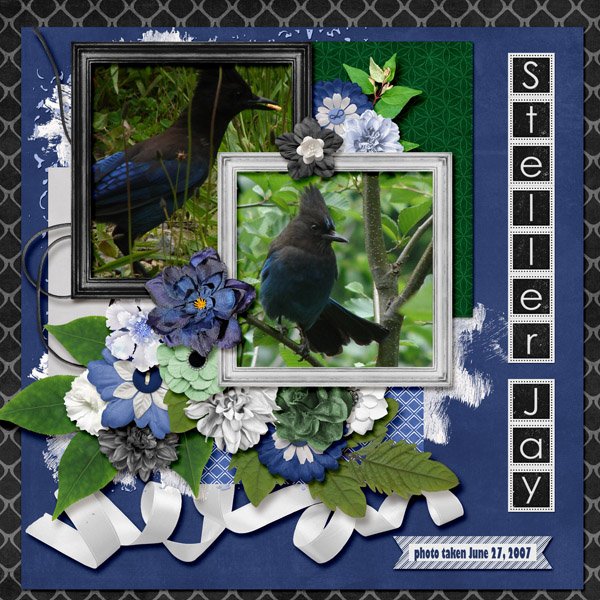 Steller Jay small.jpg