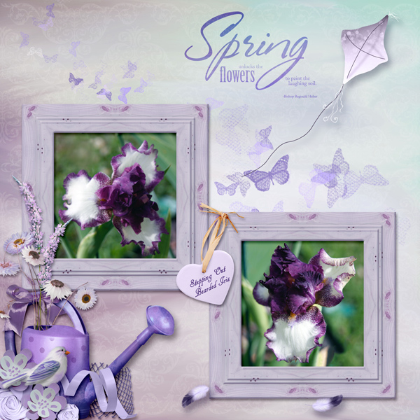 Stepping Out Bearded Iris