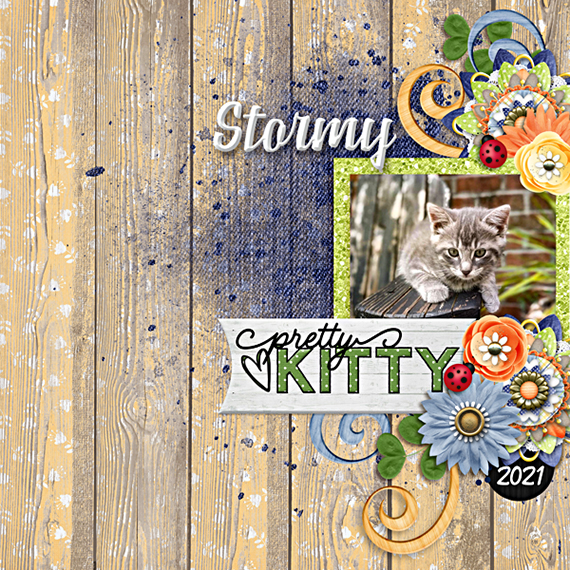 stormy the kitten