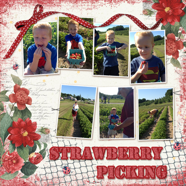 Strawberry Picking