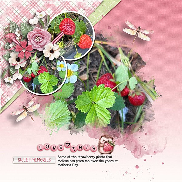 Strawberry-Plants.jpg