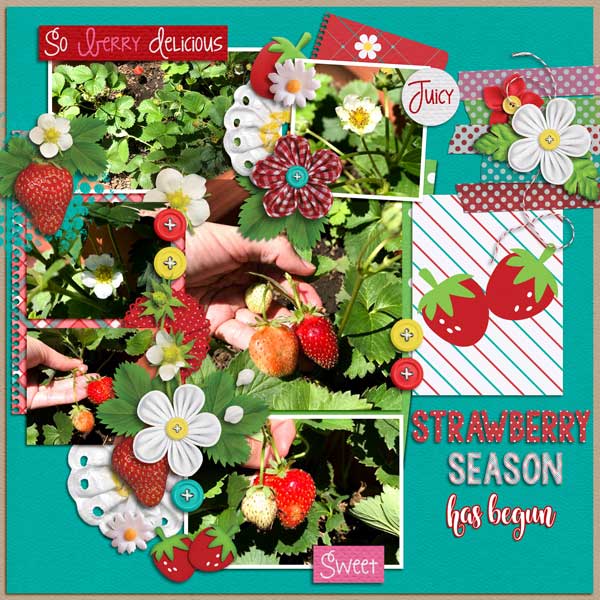 strawberry season