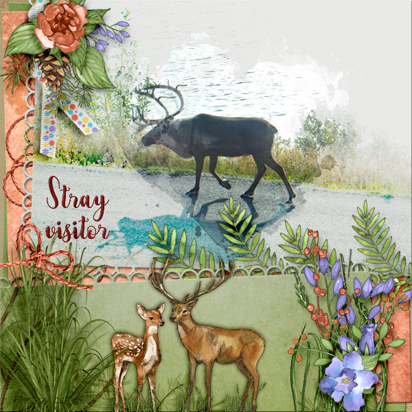 Stray-Visitor