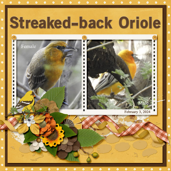 Streaked-back_Oriole_small