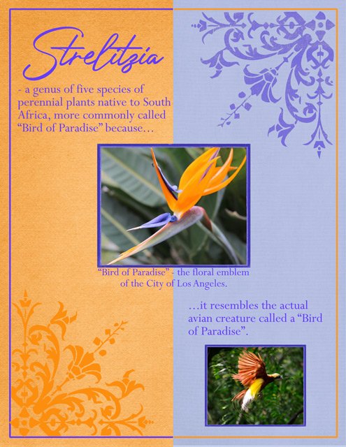 Strelitzia