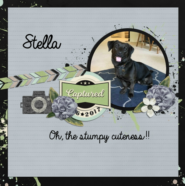 Stumpy Cuteness