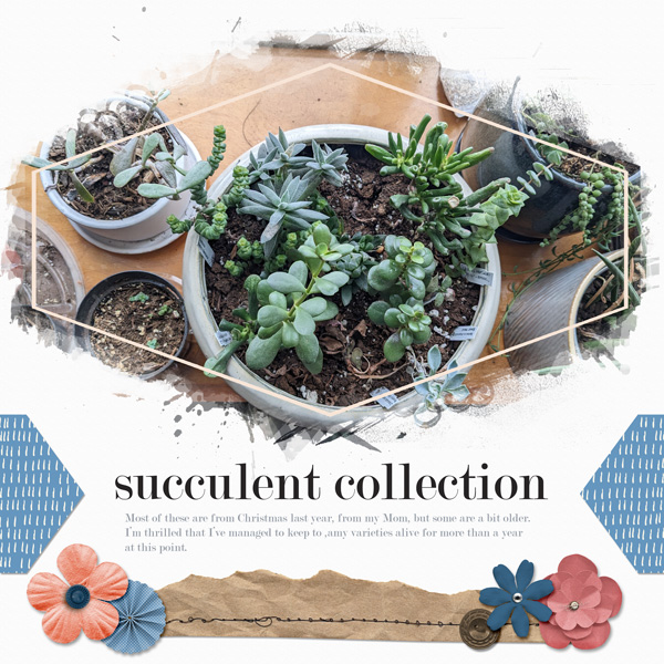 Succulent Collection