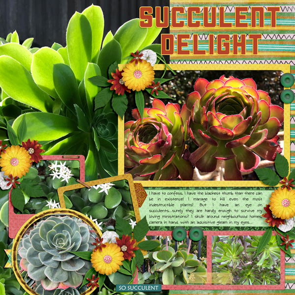 Succulent Delight