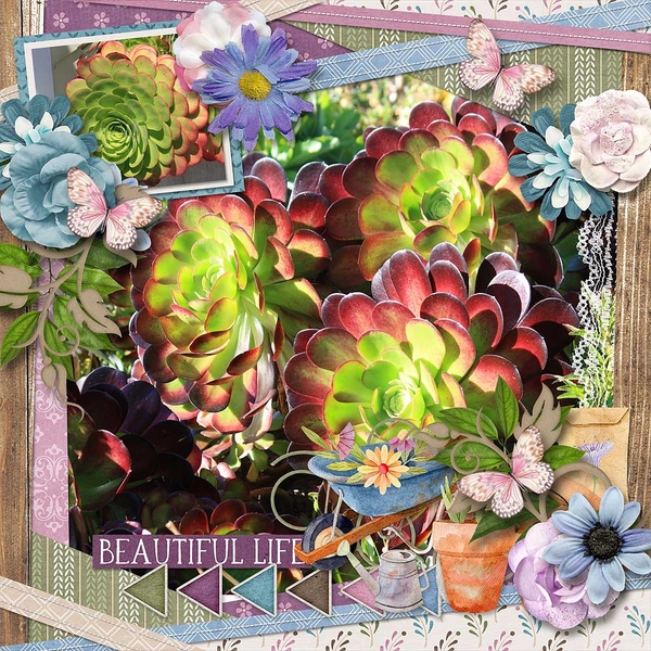 Succulent Garden