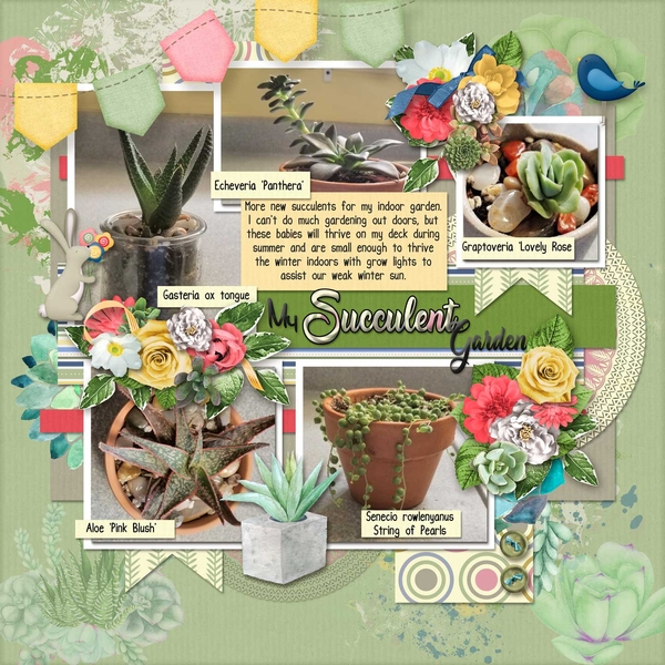 Succulent garden