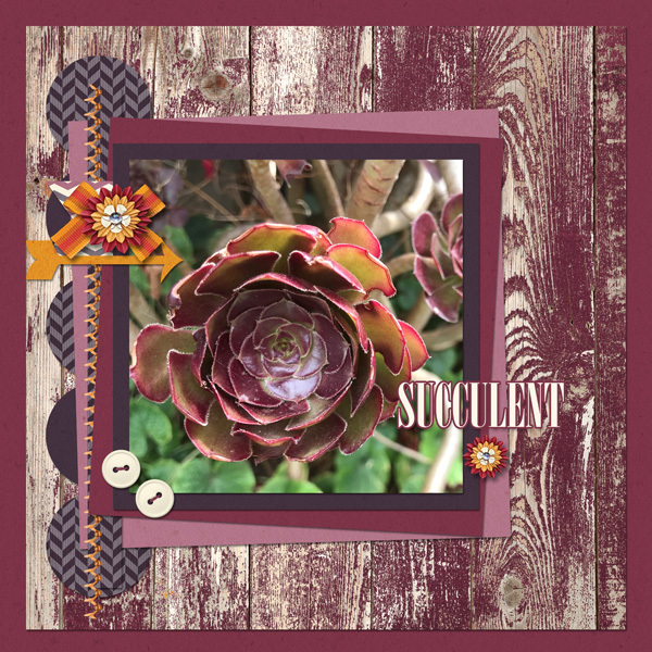 Succulent