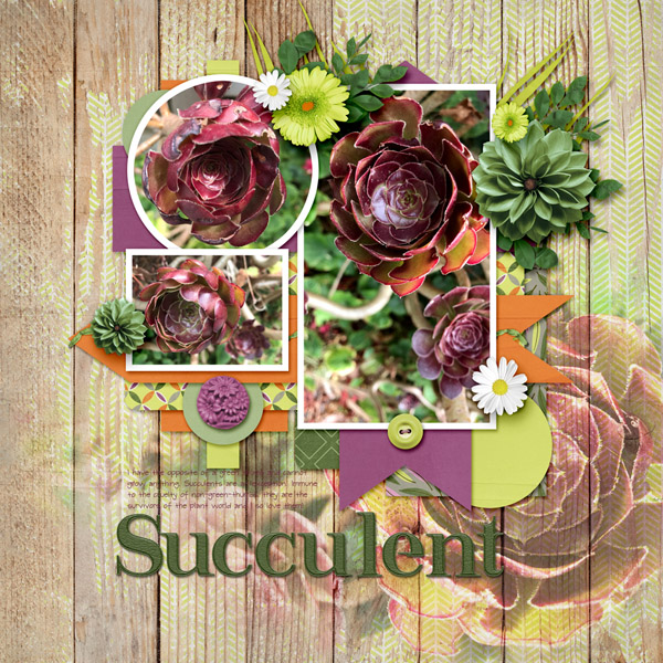 Succulent