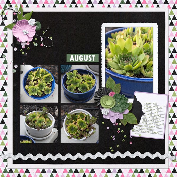 Succulents - August 2025