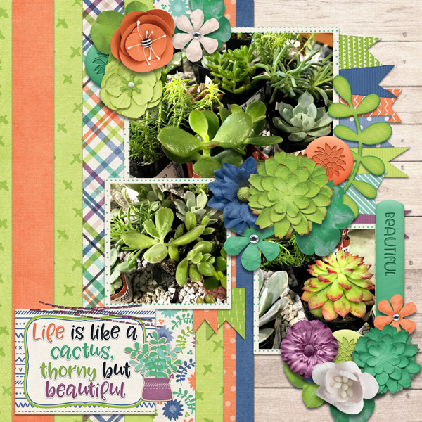 succulents