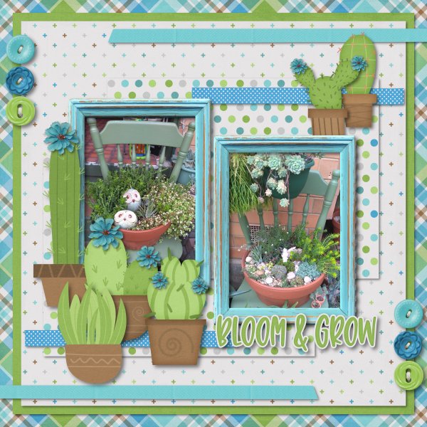 Succulents
