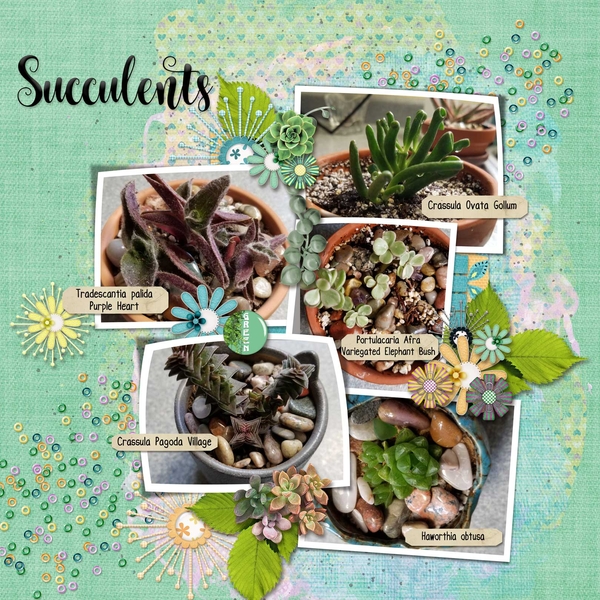 Succulents
