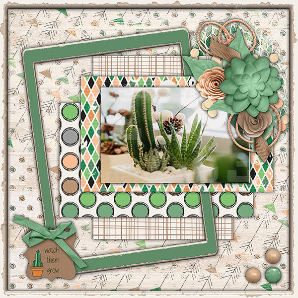 SUCCULENTS