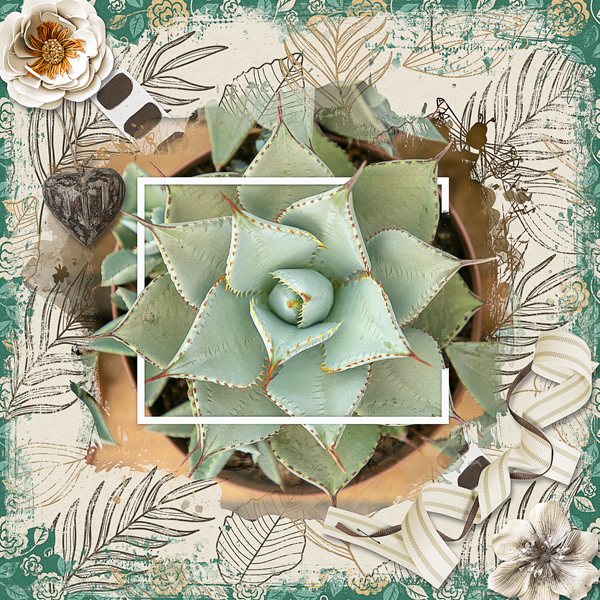 Succulents
