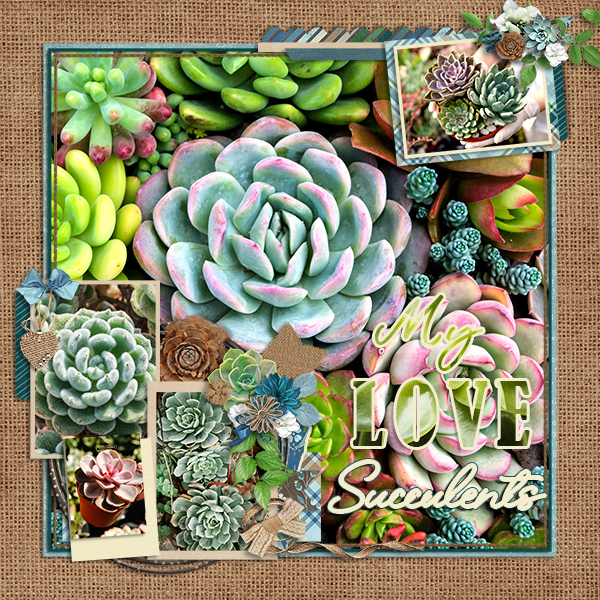 Succulents