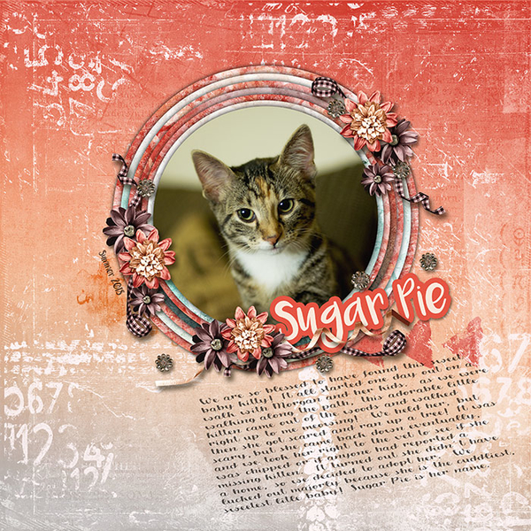 Sugar Pie Adoption