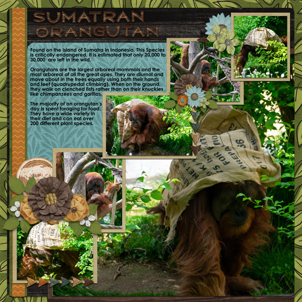 Sumatran Orangutan