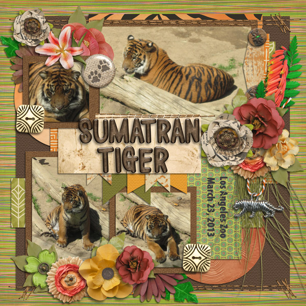 Sumatran Tiger