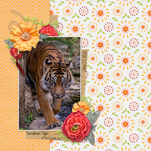 Sumatran Tiger