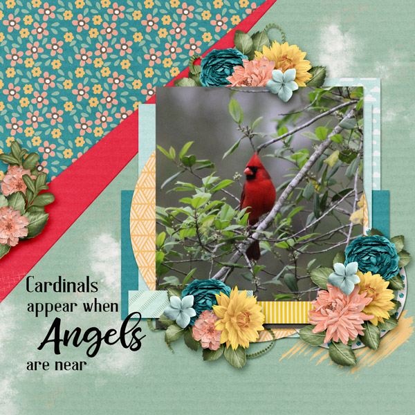 Summer Cardinal