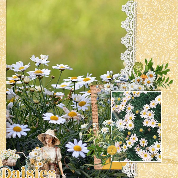 Summer fun daisies.jpg