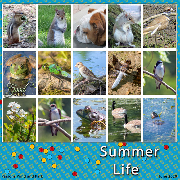 Summer Life