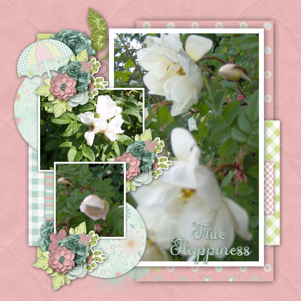 Summer roses