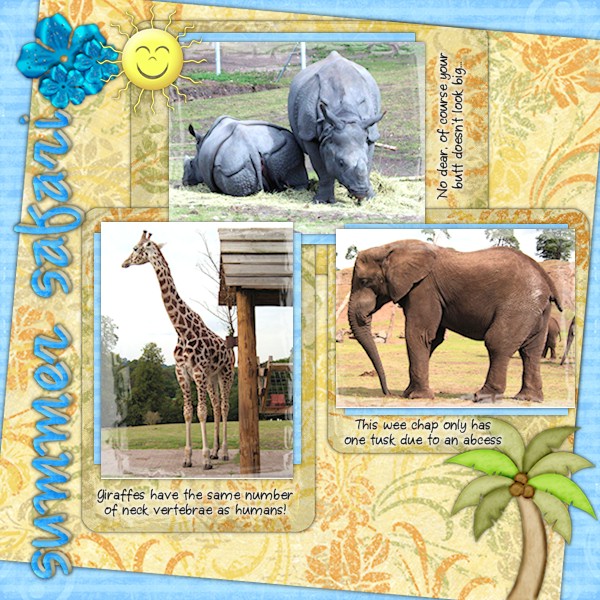 Summer Safari