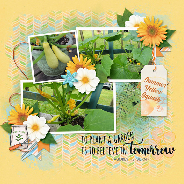 Summer Yellow Squash