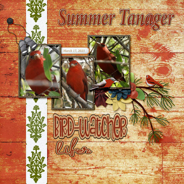 Summer_Tanager_small