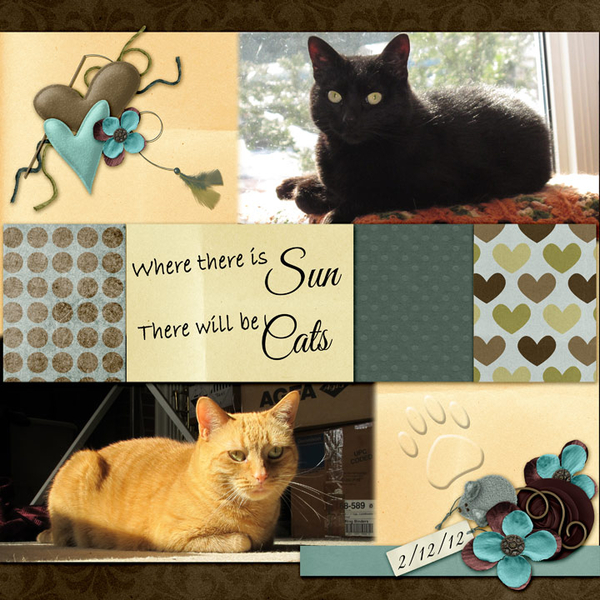 Sun Cats