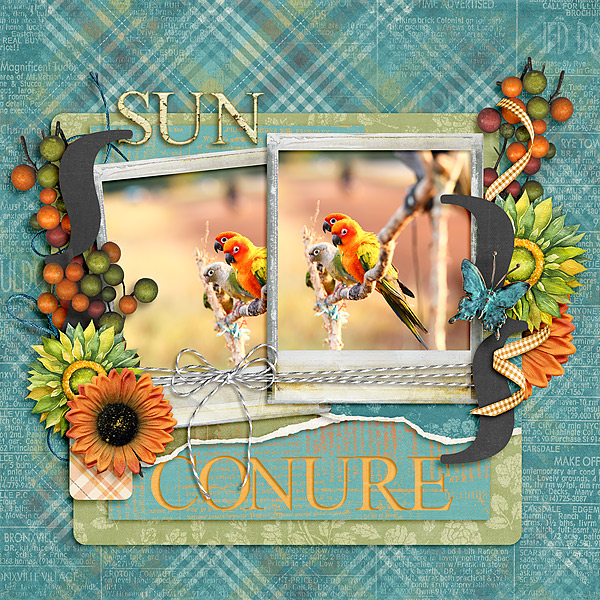 Sun Conure