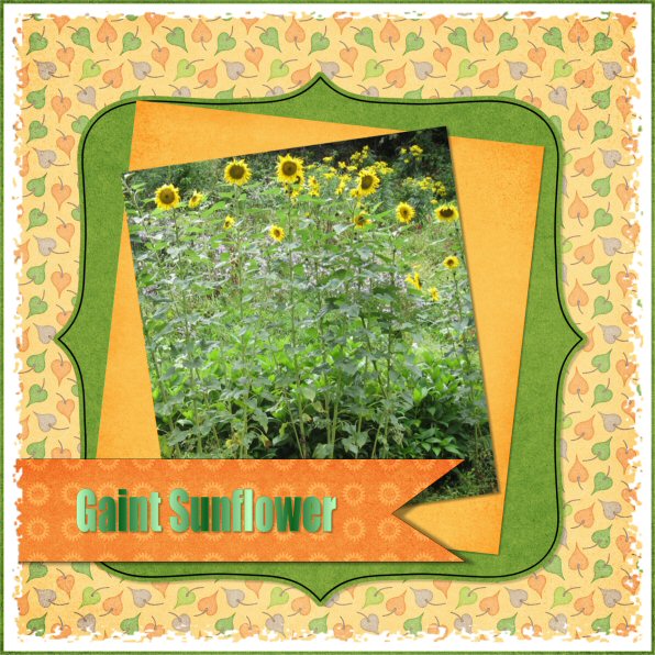 Sun flower