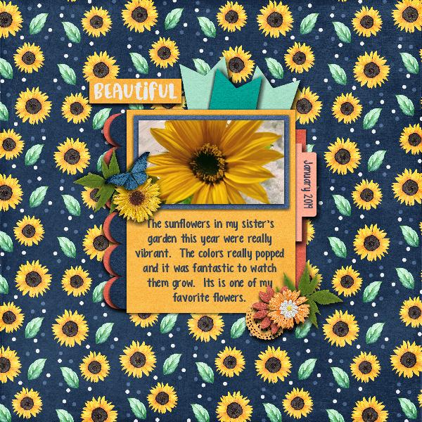 Sun Flowers
