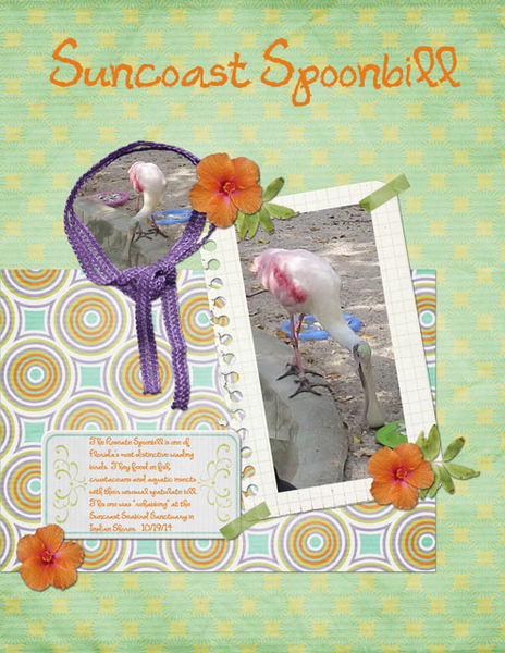 Suncoast Spoonbill