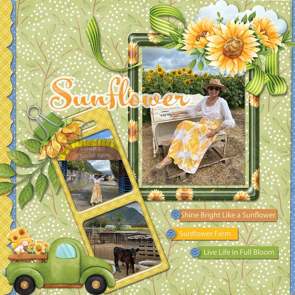 Sunflower Daze