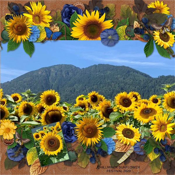 Sunflower Festival
