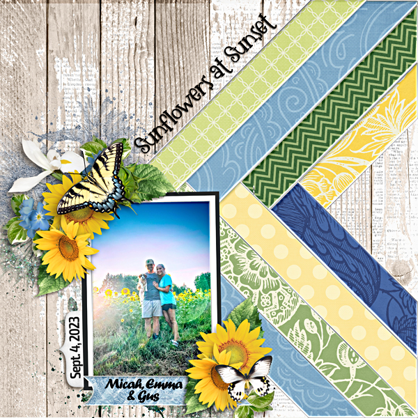 Sunflower field 2023