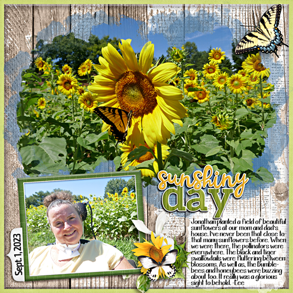Sunflower field 2023
