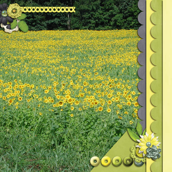Sunflower Field
