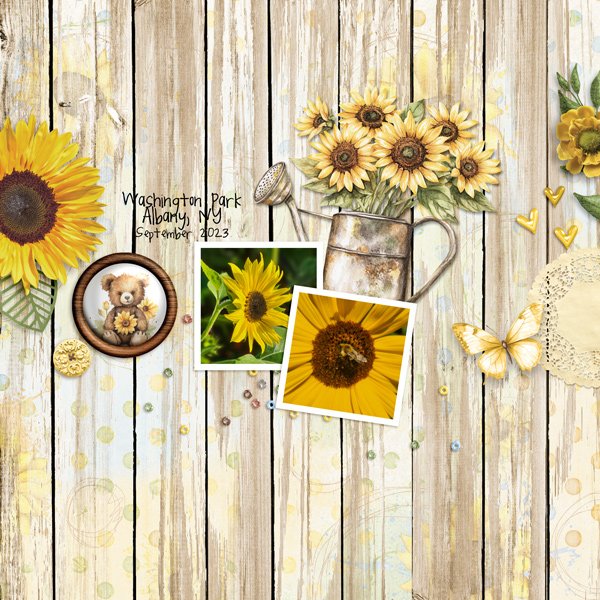 Sunflower-Fields.jpg