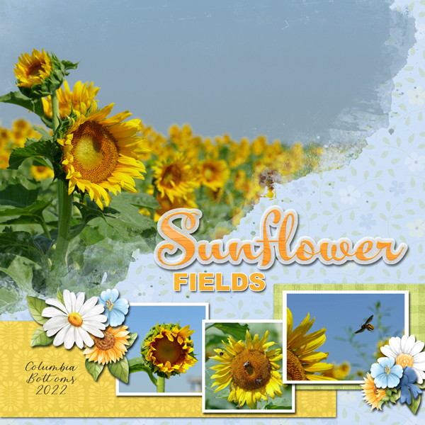 Sunflower Fields