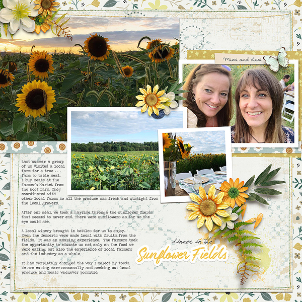 Sunflower Fields